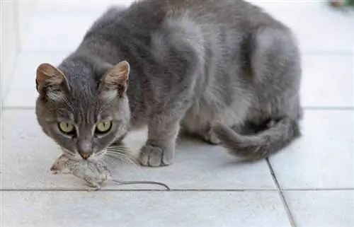 Моя кошка съела отравленную мышь, что мне делать? Советы по безопасности & Борьба с вредителями