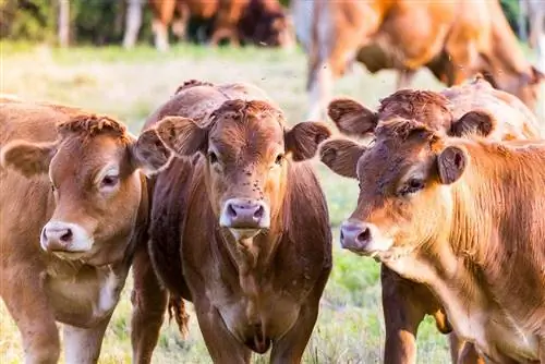 האם פרות אוכלות עשב, אוכלות כל או טורפות? עובדות & שאלות נפוצות