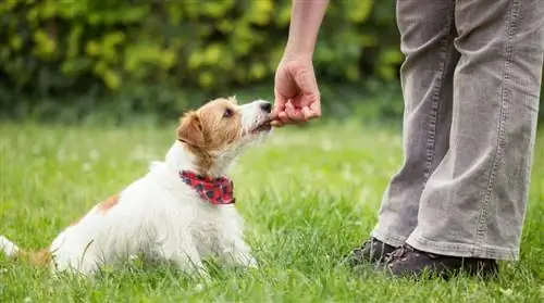 10 Camilan Terbaik untuk Anjing dengan Perut Sensitif di 2023: Ulasan & Pilihan Teratas