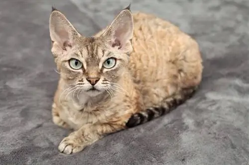 200 Erkek Kedi İsmi: Erkek Kediniz İçin Zor ve Popüler Seçenekler