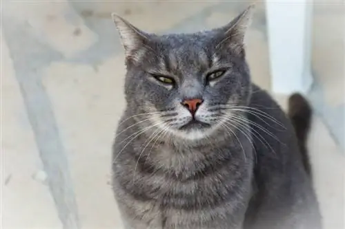 85+ Tên mèo xám: Tùy chọn nhẹ nhàng và có mùi khói cho chú mèo bạc của bạn