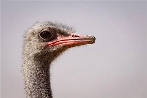 15 Diversión & Datos interesantes sobre el avestruz que debes saber