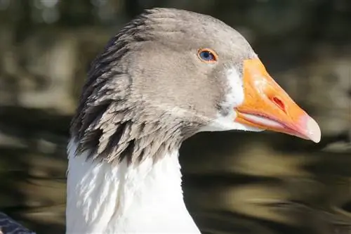 Pomeranian Goose: Qhov Tseeb, Siv, Keeb Kwm & Yam ntxwv