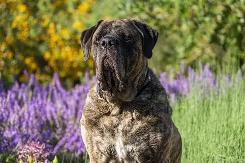 Brindle Mastiff: Gerçekler, Tarih & Kökeni (Resimlerle)