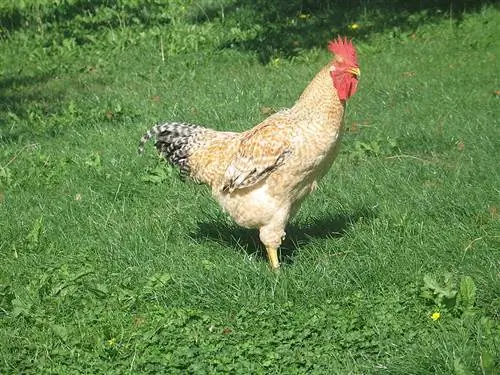 Basque Chicken: Pictures, Info, Traits, and Care Guide