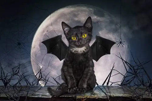 100+ готически имена на котки: Силни & Тъмни имена за вашето коте