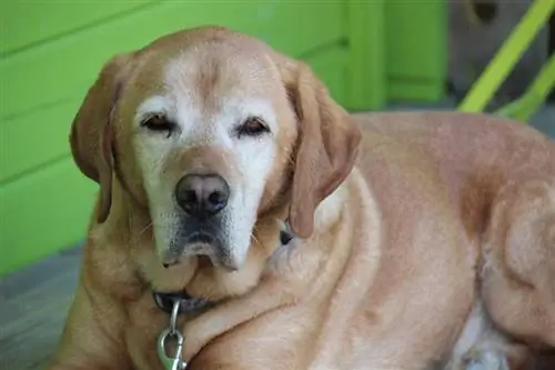 10 bästa hundfoder för seniorer för känsliga magar 2023: Veterinärgodkända recensioner & Toppval