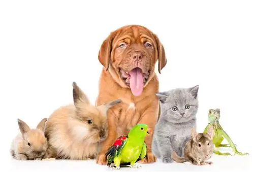 Zabava & Zanimljive činjenice o kućnim ljubimcima odobrenim od veterinara: psi, mačke & Više