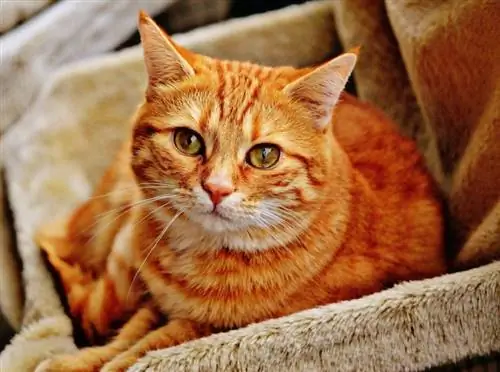 100+ Nama Kucing Irlandia & Celtic: Opsi Eksotis Untuk Anak Kucing Anda (Dengan Artinya)