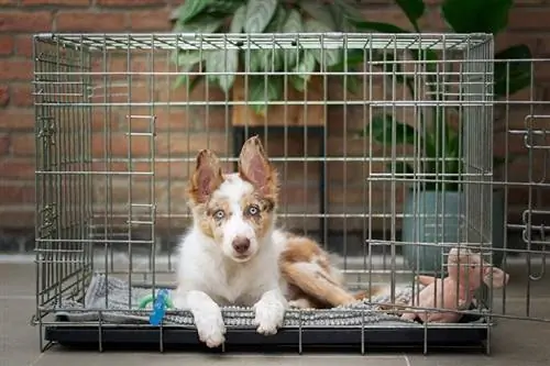 Perché il mio cane fa la cacca nella sua gabbia? 10 motivi esaminati dal veterinario