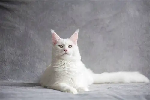 160 Napakahusay & Badass Cat Names: Cool na Opsyon para sa Iyong Kuting