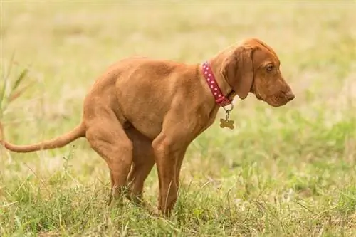 Varför är min hunds bajs grön? 4 veterinärgranskade skäl