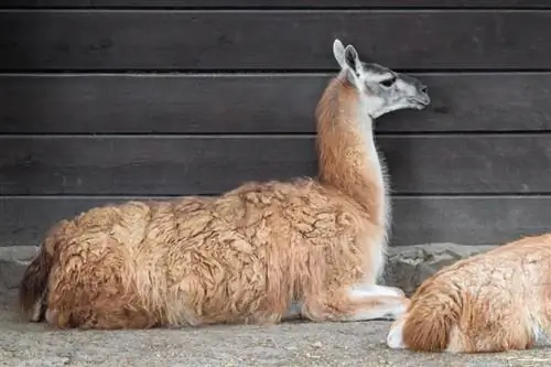 12 Fakte zbavitëse dhe interesante për Llama