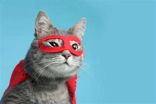 Cele mai bune 10 costume pentru pisici în 2023: recenzii & Cele mai bune alegeri