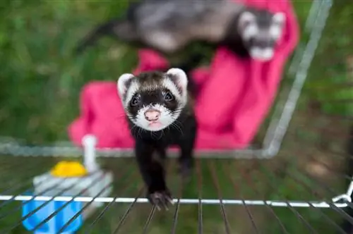 8 DIY Ferret Playpen & Rotaļu laukuma plāni: (ar instrukcijām)