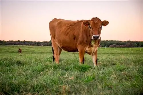 Vai govīm nav iespējams nokāpt lejā? Fakti & FAQ