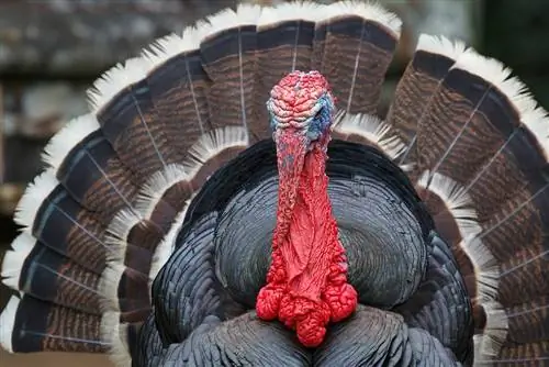 Bronze Turkey: Mga Katotohanan, Gamit, Pinagmulan & Mga Katangian