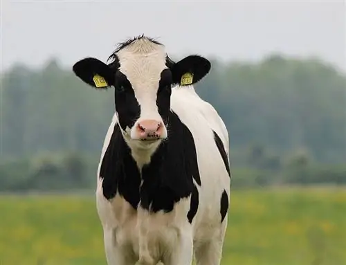 Race bovine Holstein : faits, utilisations, origines & Caractéristiques