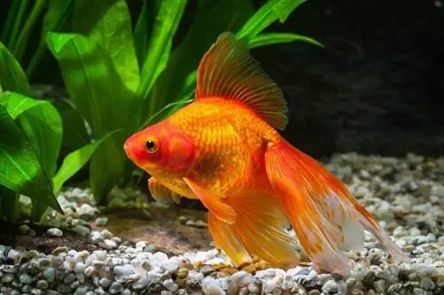 Ali imajo zlate ribice res kratek spomin? Kaj nam znanost pove