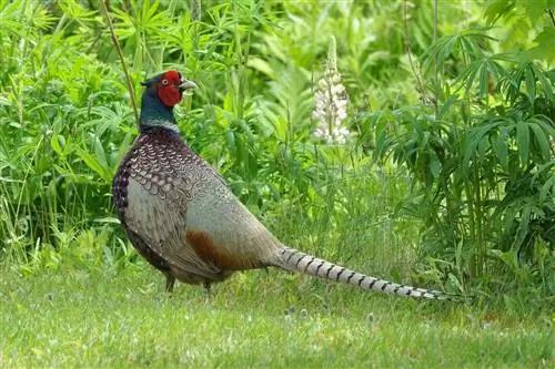 Aina 6 za Pheasants (Yenye Picha)