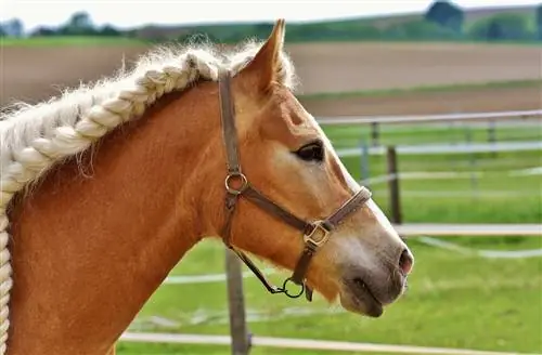 De manen van een paard vlechten: 9 tips voor een glad uiterlijk (met afbeeldingen)