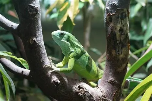 10 Llojet e Iguanas: Një përmbledhje (me foto)