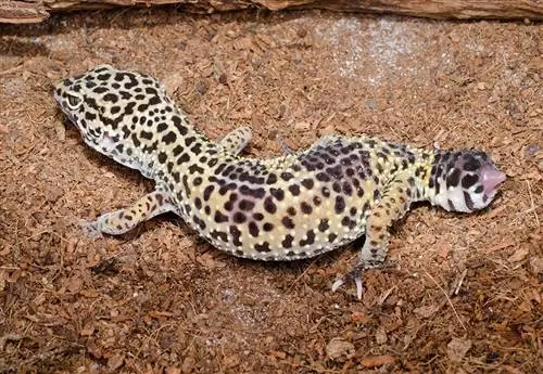 Šta učiniti ako vaš leopard gekon ispusti rep: savjeti i savjeti
