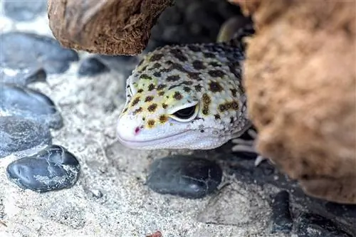 Sådan laver du et fugtigt skjul til leopardgekkoer: Nem guide