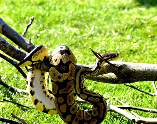 A Ball Pythonok másznak? Snake Facts & GYIK