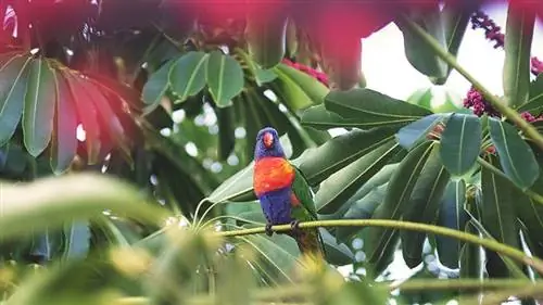 তোতাপাখি কি মাইগ্রেট করে? নাকি তারা নিয়মের ব্যতিক্রম?