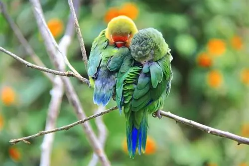 Спят ли папагалите зимен сън? Ветеринарно прегледани факти & ЧЗВ