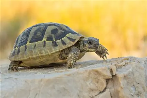 Tısbağalar yaxşı ev heyvanları yaradırmı? Nəzərə alınmalı 10 növ