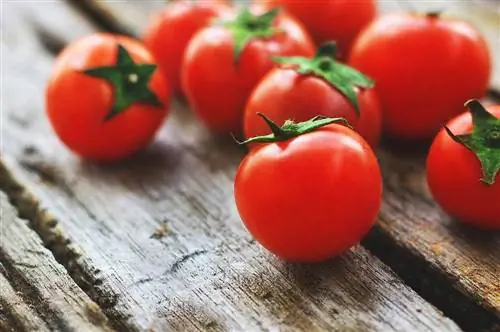 Kas rotid saavad tomateid süüa? Mida peate teadma
