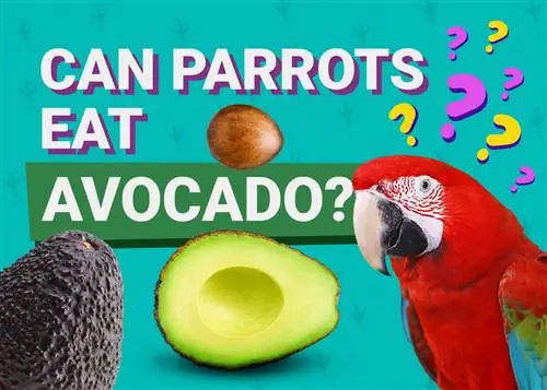 Czy papugi mogą jeść awokado? Fakty żywieniowe zatwierdzone przez weterynarza & Informacje, które musisz znać