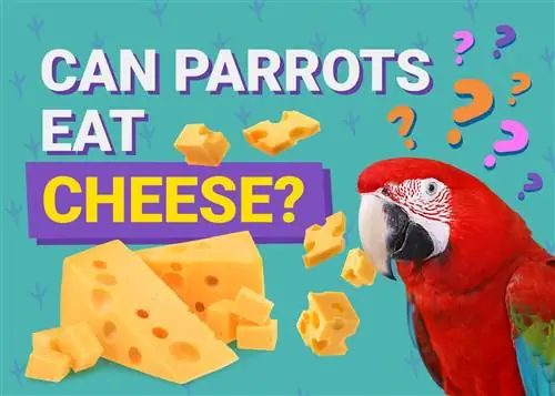 Могат ли папагалите да ядат сирене? Хранителни факти, одобрени от ветеринарен лекар & Информация, която трябва да знаете
