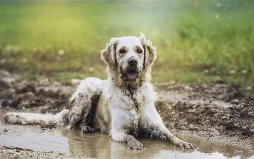 Γιατί αρέσει στους σκύλους η λάσπη; 10 ενδιαφέροντες & Αξιολάτρευτοι λόγοι