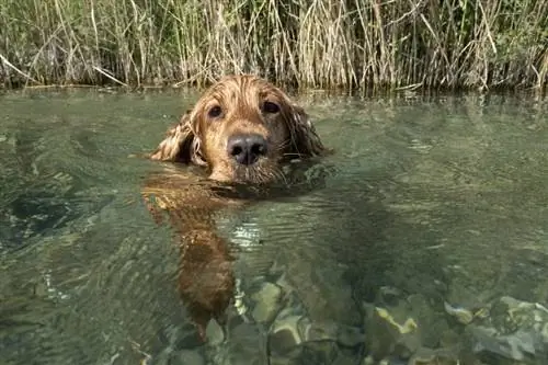 Kan Cocker Spaniels simma? Rasfakta & Säkerhetstips
