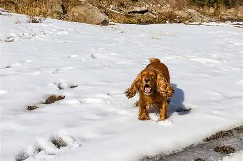 Wie aggressiv sind Cocker Spaniels? Häufig gestellte Fragen zu Temperament &