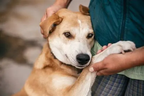 อะไรเป็นสาเหตุของความวิตกกังวลในการพลัดพรากในสุนัข? 4 เหตุผลที่ตรวจสอบโดยสัตวแพทย์