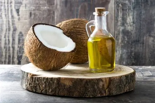 Zabije kokosový olej blechy? Fakta a často kladené otázky schválené veterinářem