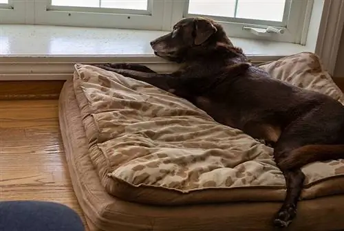 10 เตียงสำหรับสุนัขออร์โทพีดิกส์ที่ดีที่สุดในปี 2023 – รีวิว & ตัวเลือกยอดนิยม