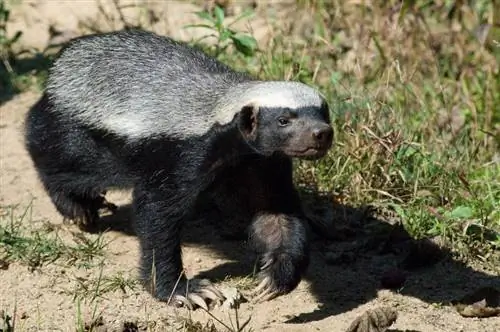 Արդյո՞ք Honey Badgers-ը հիանալի ընտանի կենդանիներ է դարձնում: Օրինականություն, Էթիկա & ՀՏՀ