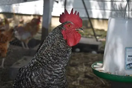 5 Pemanas Kandang Ayam Terbaik dan Lampu Panas di 2023 – Ulasan & Pilihan Teratas