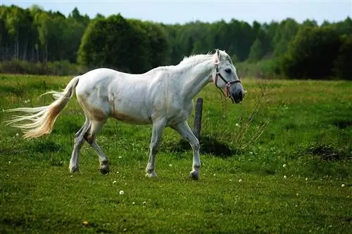 Պատկեր