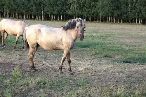 6 نژاد اسب لهستانی (همراه با عکس)