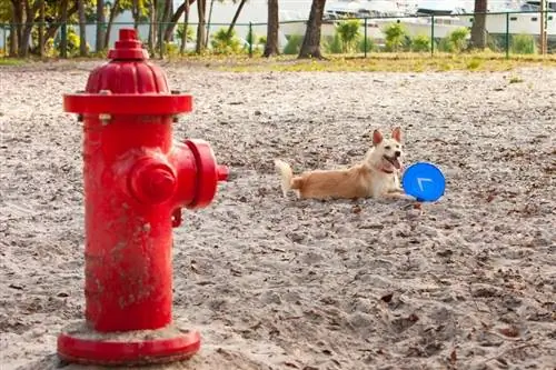 ทำไมสุนัขถึงฉี่รดถังดับเพลิง? ข้อเท็จจริง & คำถามที่พบบ่อย