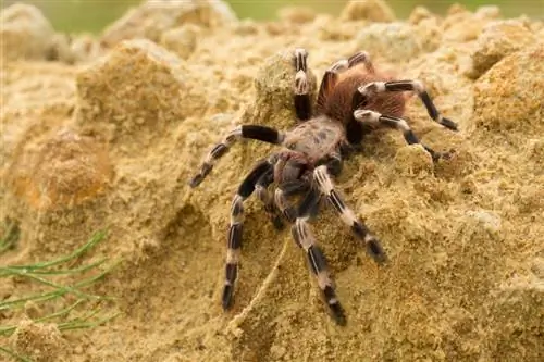 18 العثور على عنكبوت في كولورادو (بالصور)