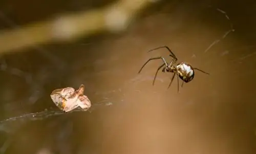 ছবি