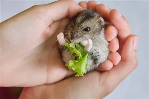 Kunnen muizen sla eten? Wat je moet weten