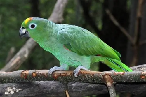 Múčny papagáj amazonský: fakty, diéta & Sprievodca starostlivosťou (s obrázkami)